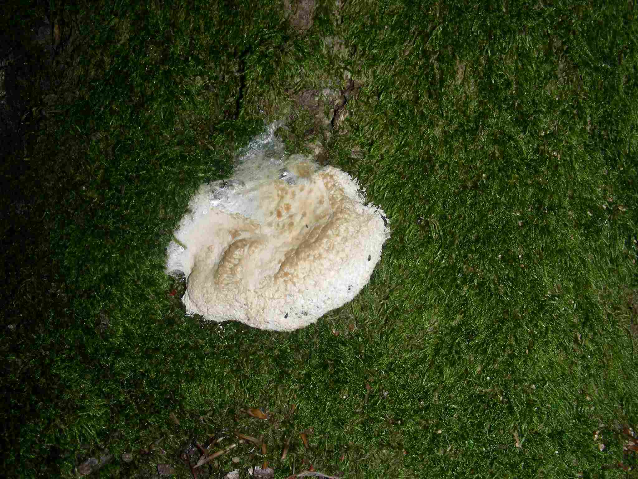 1372 Giugno vecchio ritrovamento